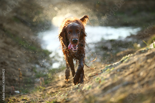 Photography Playful dog running on muddy puddle at countryside