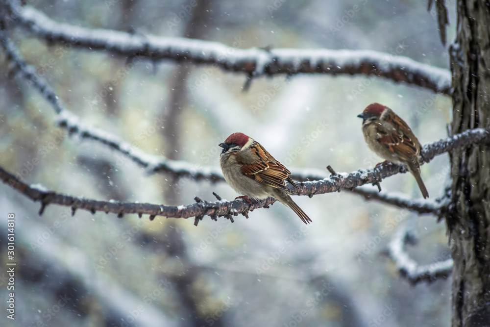 sparrow on a winter day sitting on a tree branch. sparrow on a winter day sitting on a tree branch.