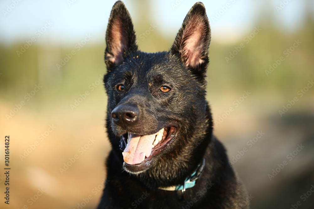 Black shepherd dog with collar at countryside
