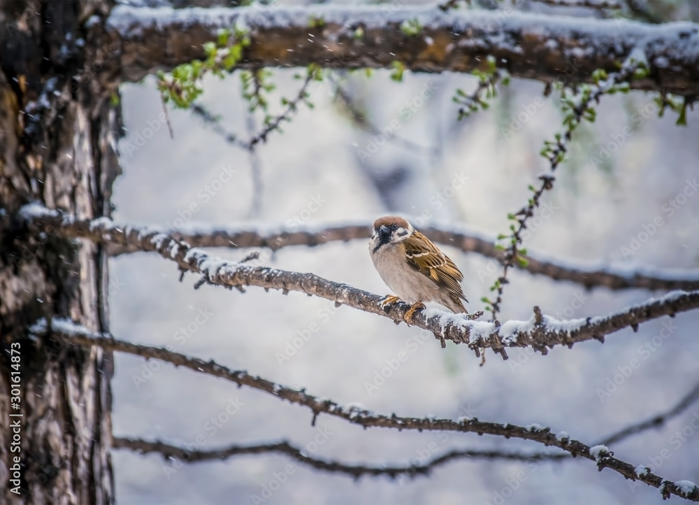 sparrow sitting on a tree branch.
