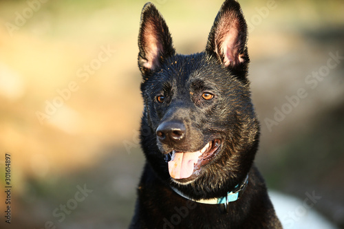 Canvas Print Black shepherd dog with collar at countryside