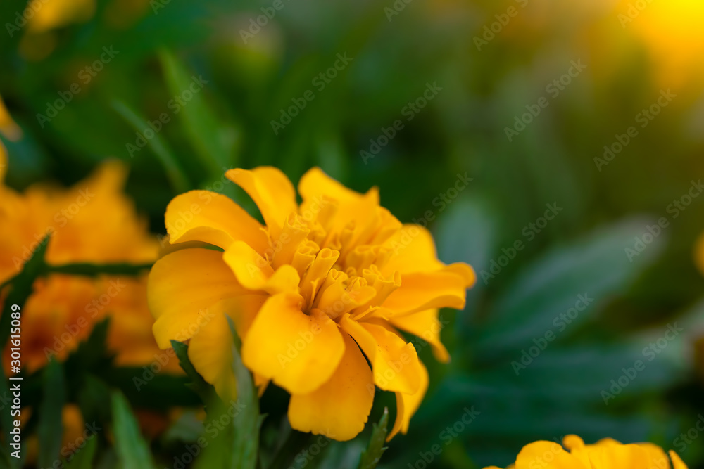Fototapeta premium Flowering marigolds close-up.