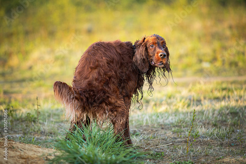 Irish Setter dog poops on grass tuft on field