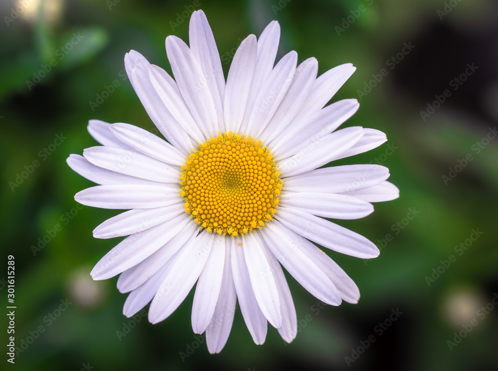 Fototapeta premium chamomile flower close-up