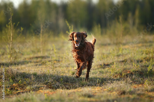 Hunting Irish Setter dog running on field