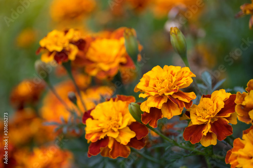Flowering marigolds close-up.
