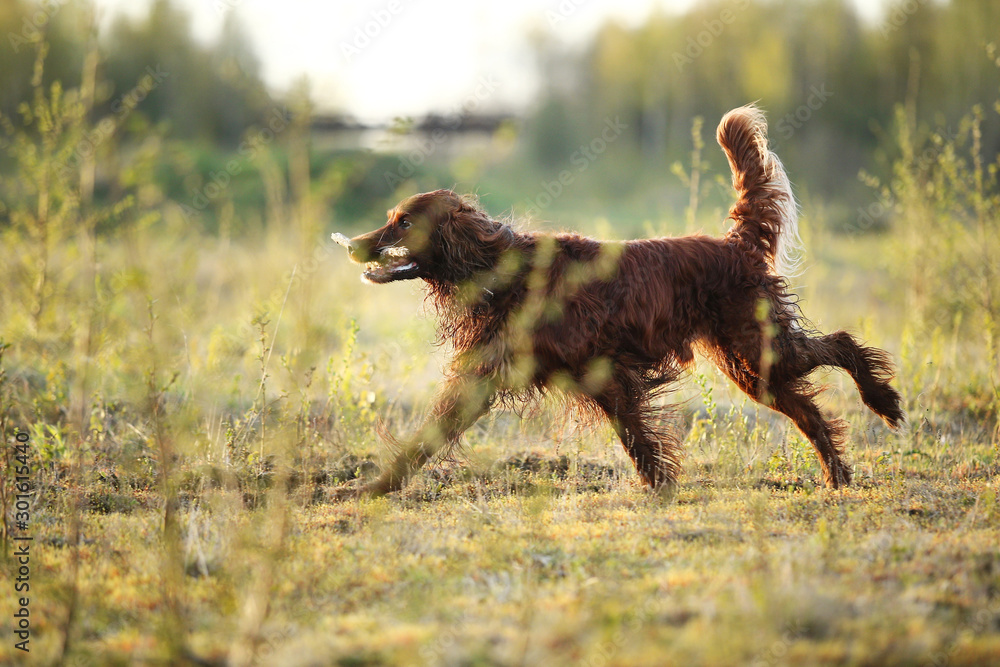 Hunting Irish Setter dog running on field