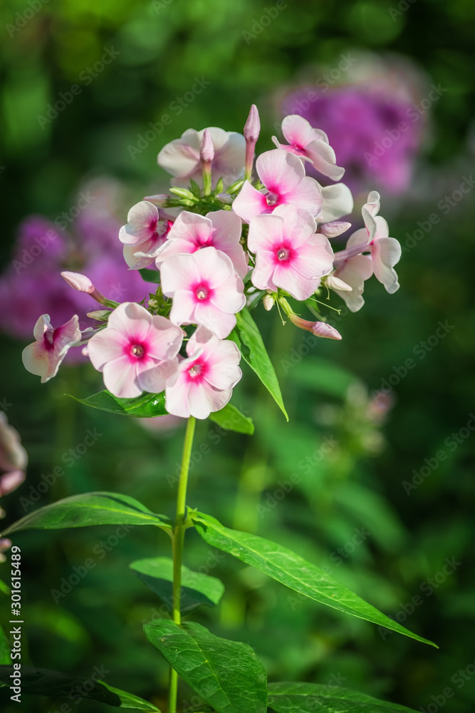 Pink phlox flower close up.