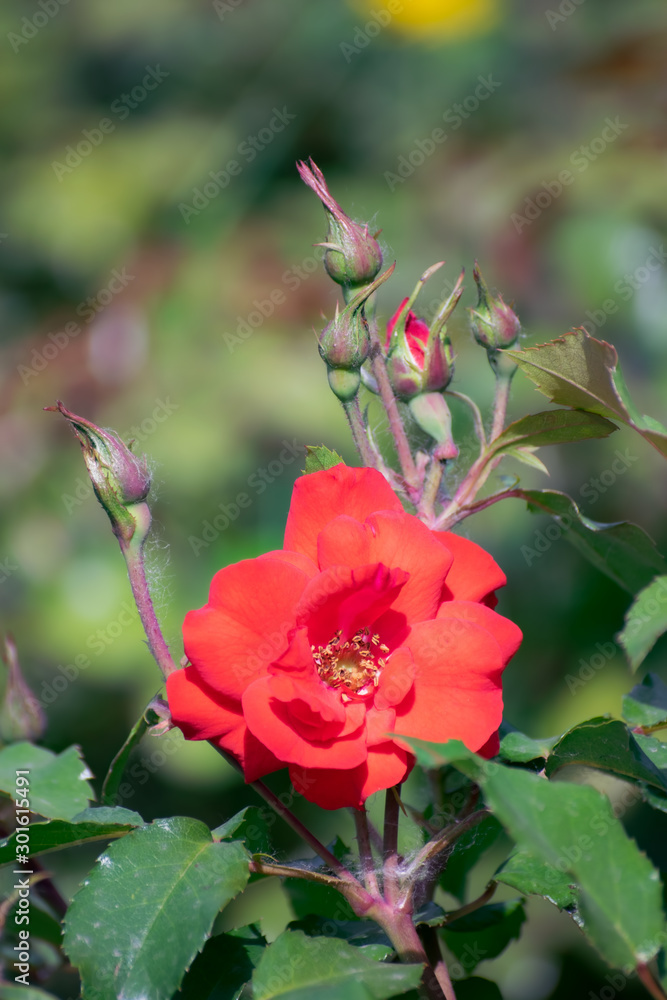 Rose flower on a green blur background.