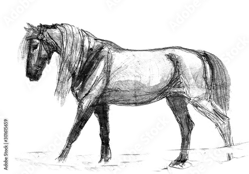 Fotografija Monochrome drawing, isolated hand drawing ink on paper, white workhorse on white background