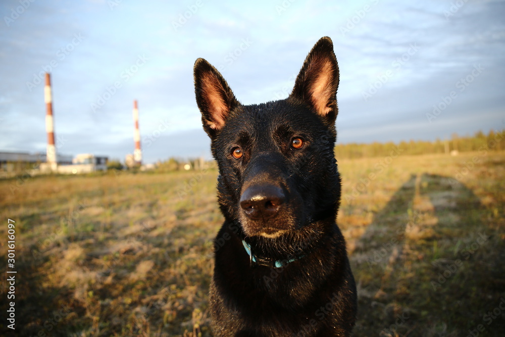Curious black Dutch Shepherd dog looking at camera Curious black Dutch Shepherd dog looking at camera