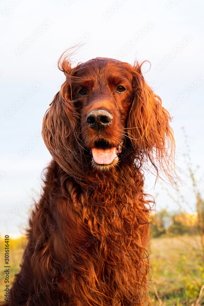 Pensive wary Irish Setter dog in meadow during sunsetPensive wary Irish Setter dog in meadow during sunset