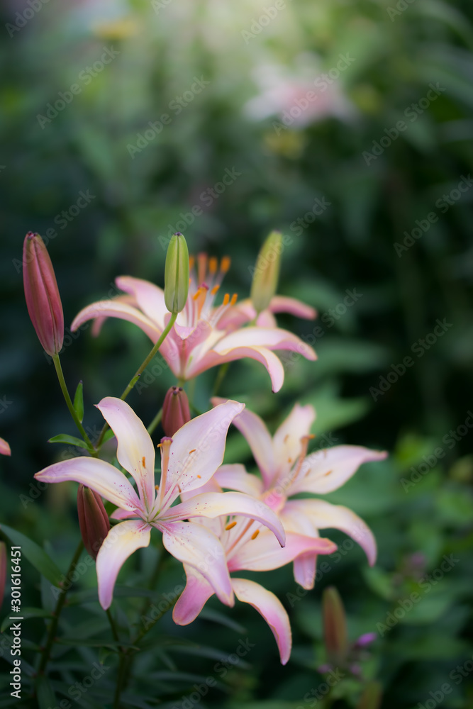 Flowers of pink lilies in the garden