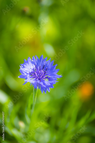 Blue cornflower flower close up