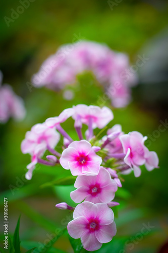 Pink phlox flower close up. © Grigoriy Lukyanov