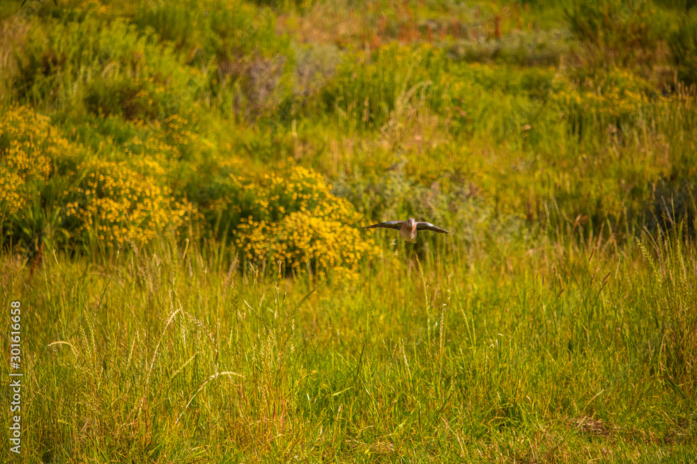 Speckled rock pigeon flying towards camera in a grass meadow at sunset. Speckled rock pigeon flying towards camera in a grass meadow at sunset.