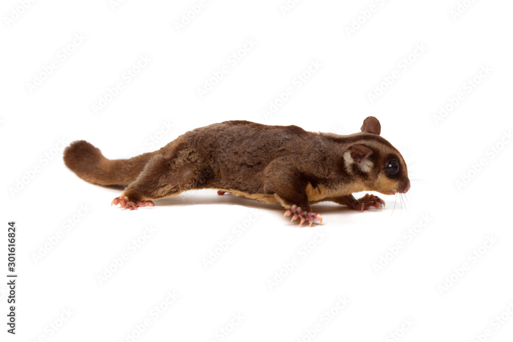 Flying squirrel, Sugarglider isolated on white. Flying squirrel, Sugarglider isolated on white.