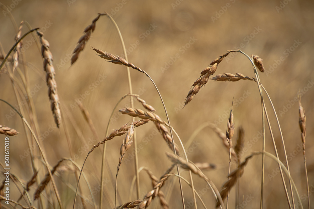 Fototapeta premium Getreide