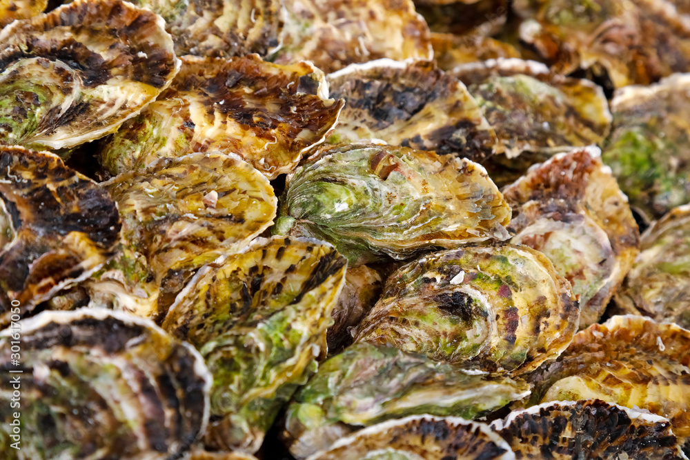 Background created from many oysters Background created from many oysters