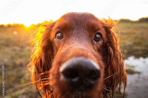 Canvastavla Pensive wary Irish Setter dog in meadow during sunset