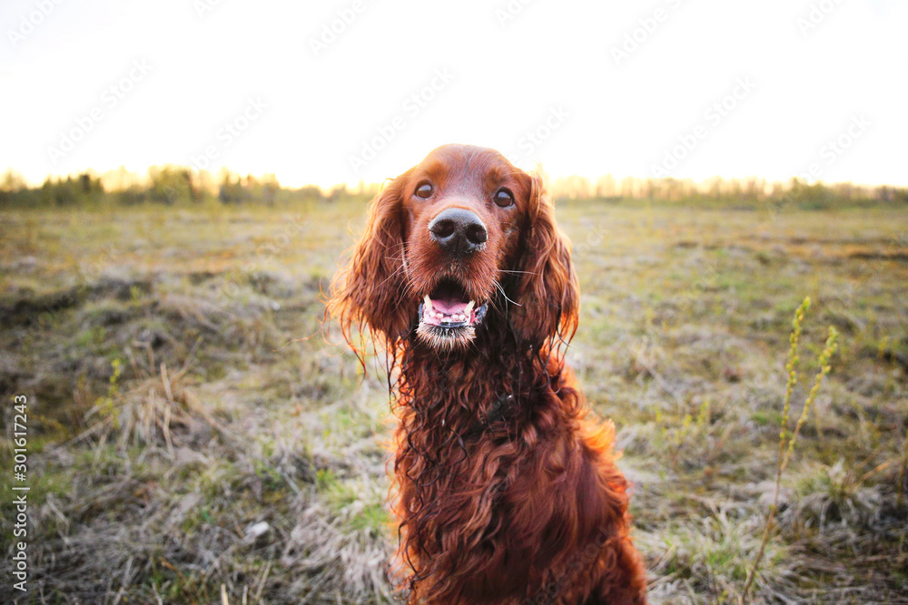 Pensive wary Irish Setter dog in meadow during sunset