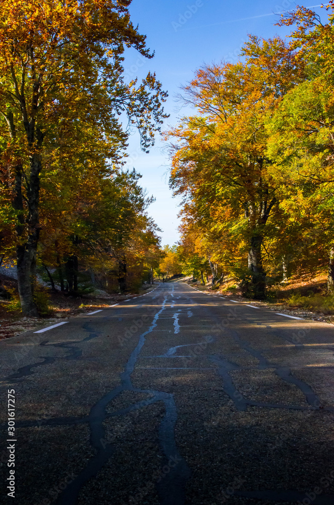 Route d'automne