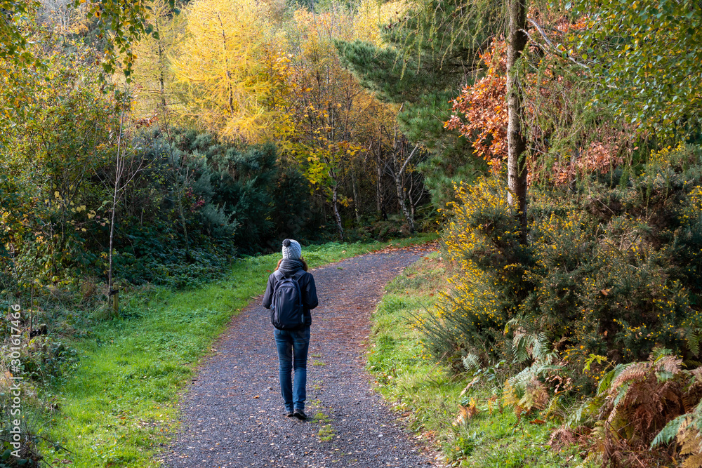 Woman hiker walking on a forest road through the colorful trees on a gorgeous autumn day. Irish fall landscape. A relaxing weekend in the nature.
