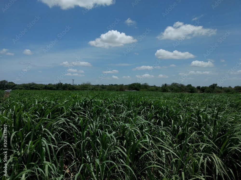 sugarcane feild sugarcane feild