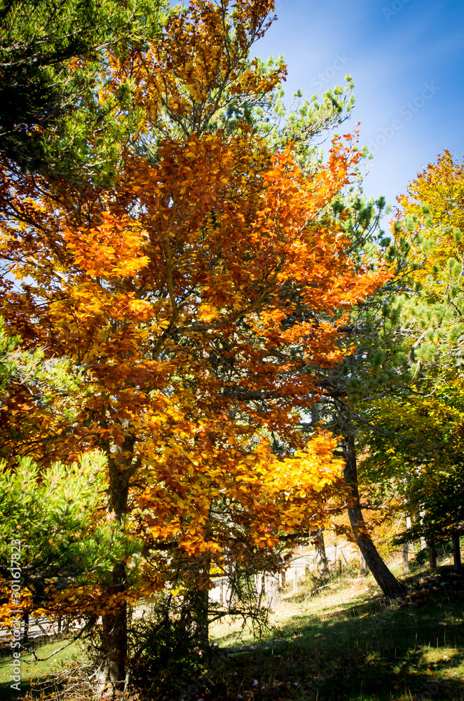 L'automne dans le Luberon