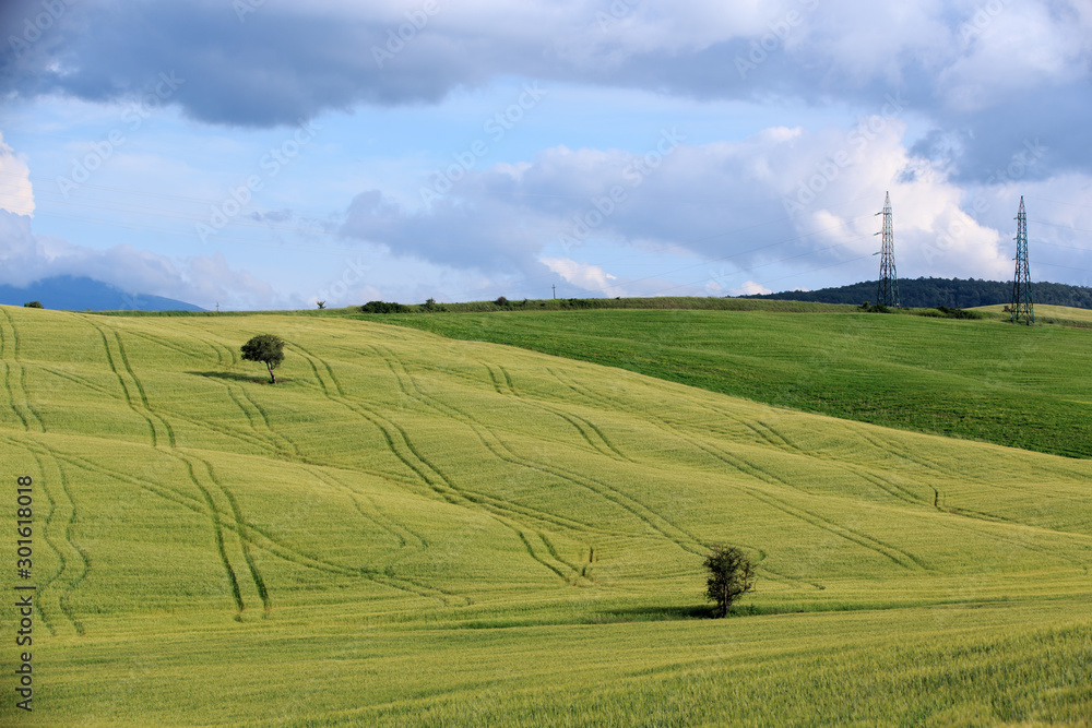 Rolling Hills and Grassland Landscapes with trees in Val d'Orcia, Tuscany, Italy
