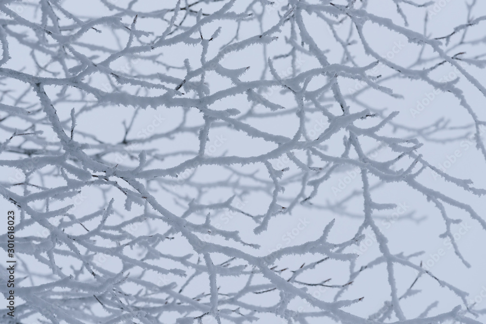 Frost on tree branches Frost on tree branches