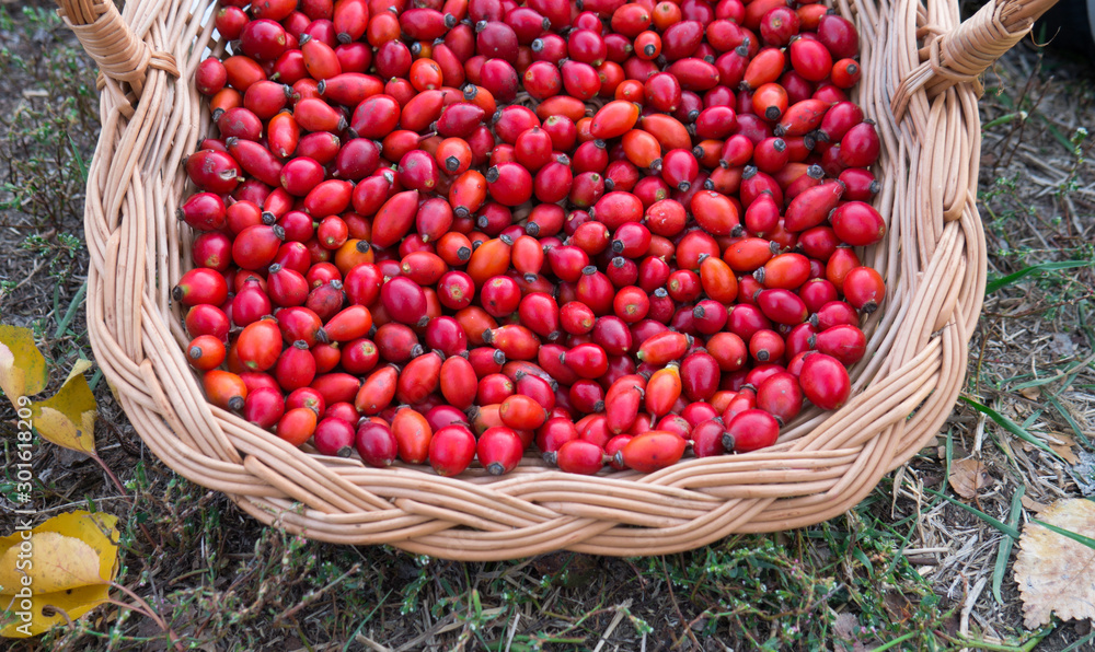 Background fresh red Rosehips. Fresh Berries from the dog rose. Background fresh red Rosehips. Fresh Berries from the dog rose.