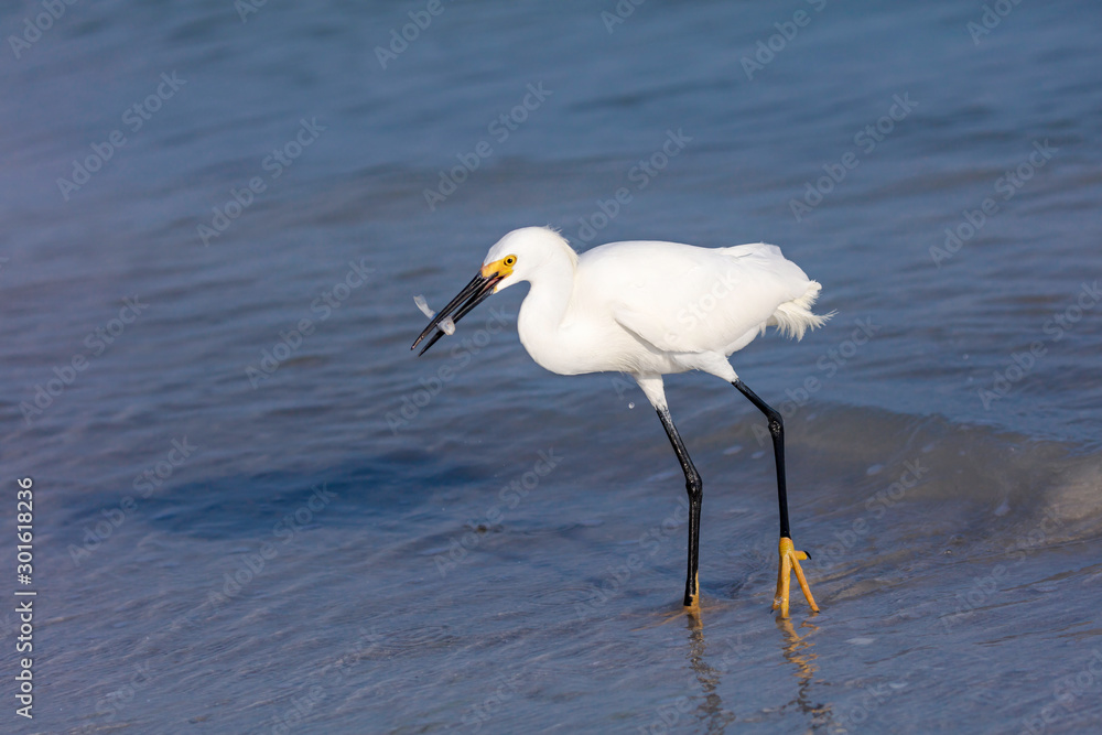 Snowy Egret (Egretta thula) caught a fish, Sanibel Island, Florida