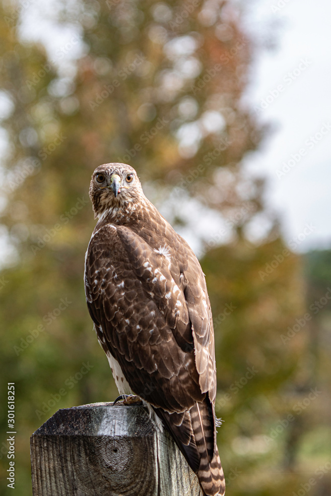 Naklejka premium Red-tailed Hawk looking back at camera portrait