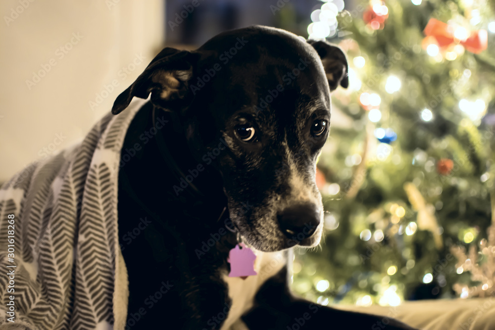 Cute Christmas Dog on Christmas Eve near Illuminated Christmas Tree
