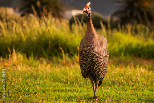 Portraiture of a guinefowl in a grass meadow with houses and mountains in the background at sunset. photo