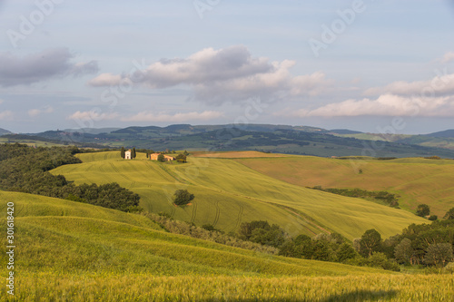 Sunset landscapes in Chapel Vitaleta with green grassland and rolling hills in Tuscany