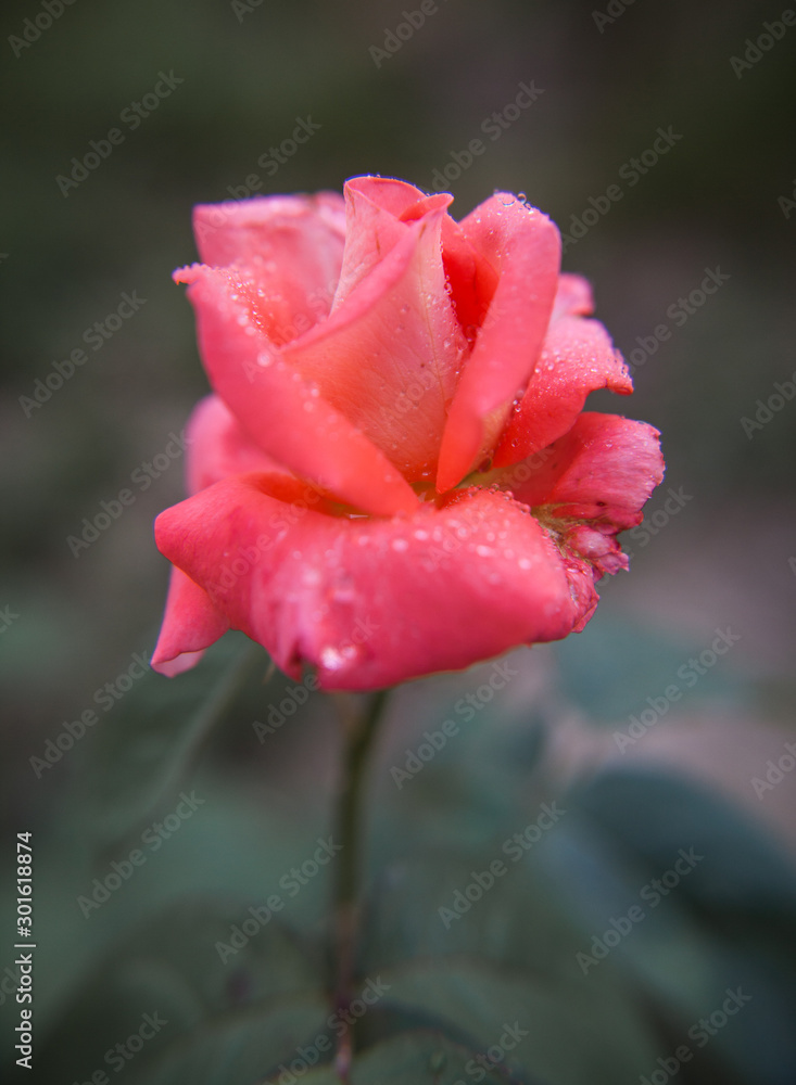 red rose with water drops red rose with water drops