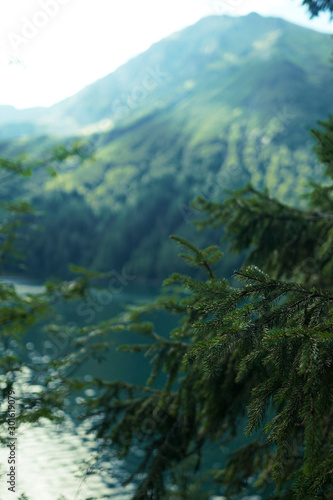 Beautiful fir branches on summer mountains background