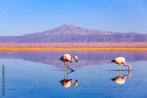 Pink flamingos at exciting Lagoon scenery with reflecion in the water, Bolivia photo