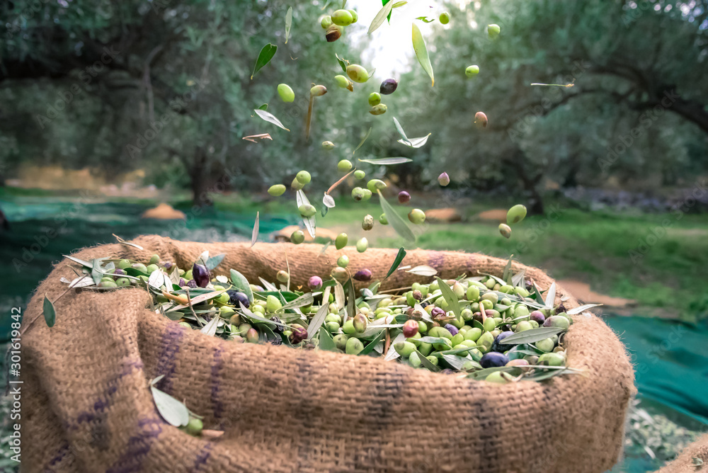 Fototapeta Harvested fresh olives in sacks in a field in Crete, Greece for olive oil production, using green nets.
