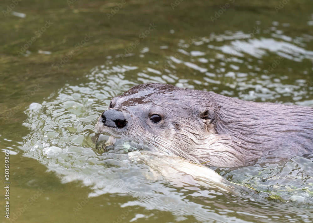 River Otter in Point Reyes National Seashore, California River Otter in Point Reyes National Seashore, California