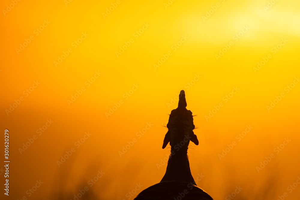 Silhouette of a guineafowl ooking over a golden ocean sunset. Silhouette of a guineafowl ooking over a golden ocean sunset.
