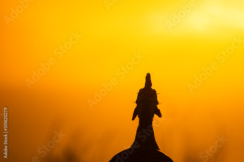 Silhouette of a guineafowl ooking over a golden ocean sunset.
