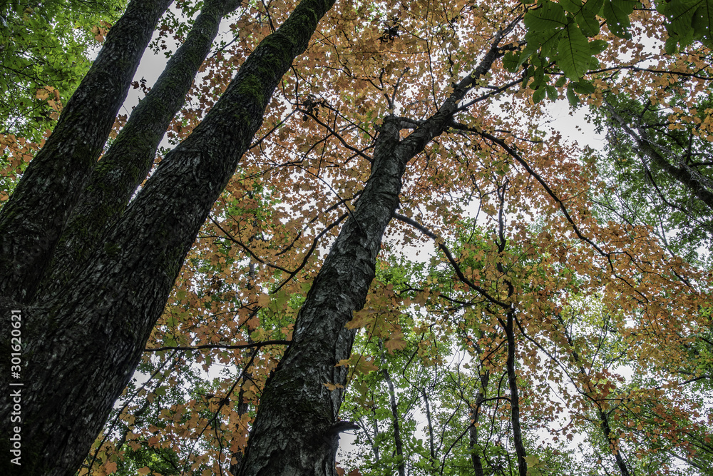 Fototapeta premium Autumn tree background