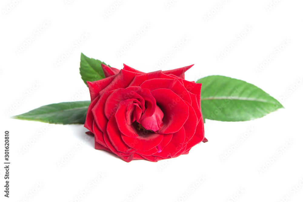 Fresh red rose on a white isolated background. Fresh red rose on a white isolated background.