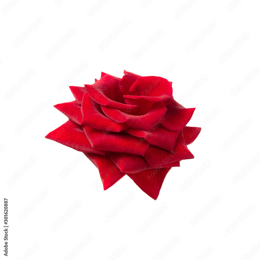 Fresh red rose on a white isolated background. Fresh red rose on a white isolated background.