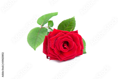 Fresh red rose on a white isolated background.