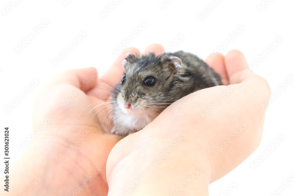 Small gray rodent on a hand on a white background