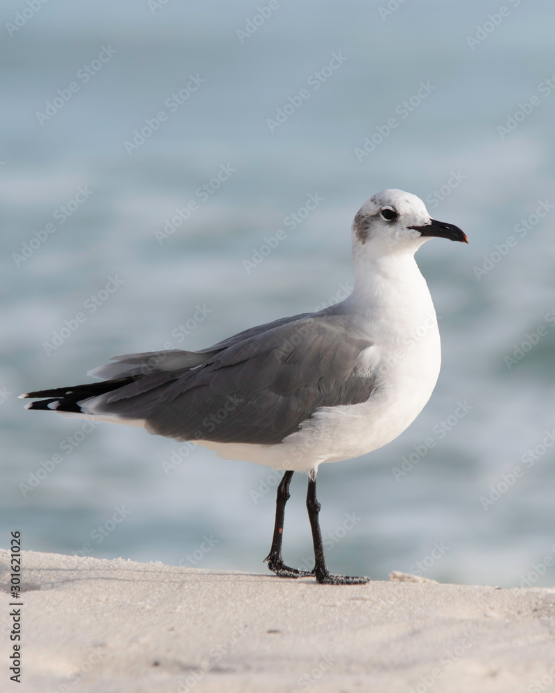 Seagull portrait Seagull portrait